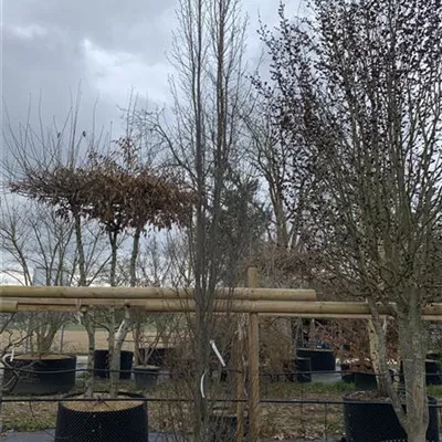 Solitär 25-047 2015 - Pyramiden-Hainbuche 'Fastigiata' - Carpinus betulus 'Fastigiata' - Collection