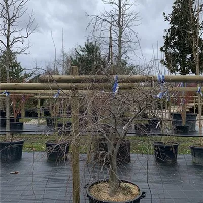 Solitäre / EXC 200-250 HP24-255 620 - Hänge-Hainbuche 'Pendula' - Carpinus betulus 'Pendula' - Collection