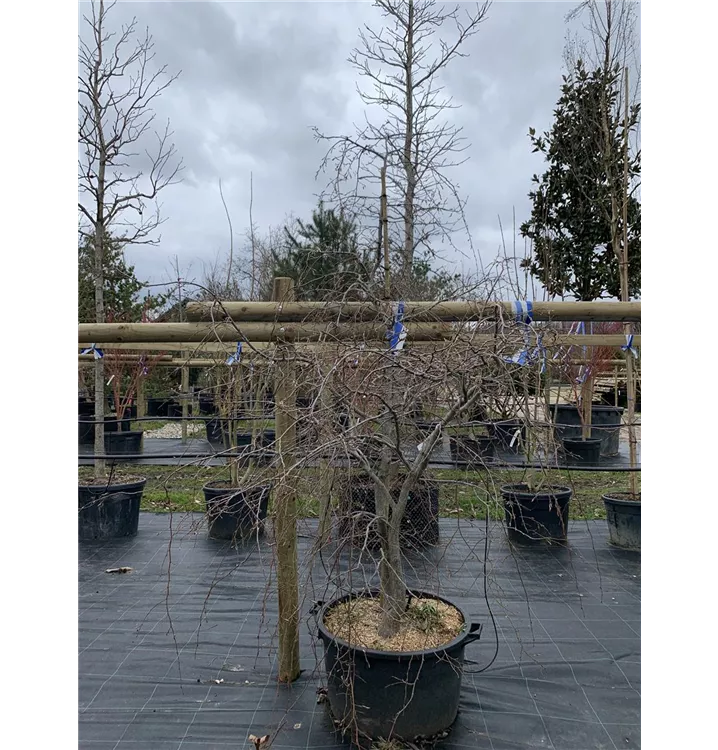 Hänge-Hainbuche 'Pendula' - Carpinus betulus 'Pendula' - Collection