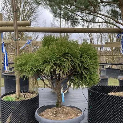 Solitär VP24-8045 950 - Kleine Sicheltanne 'Globosa Nana' - Cryptomeria japonica 'Globosa Nana' - Collection