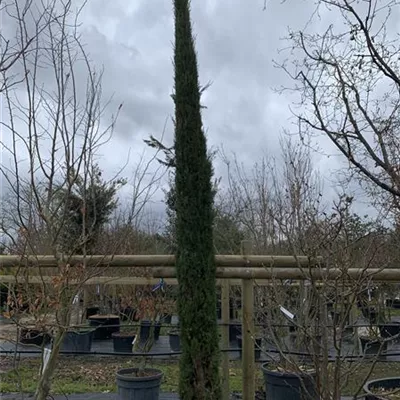 Solitär VP24-8012 1565 - Echte Säulenzypresse 'Pyramidalis' - Cupressus sempervirens 'Pyramidalis' - Collection