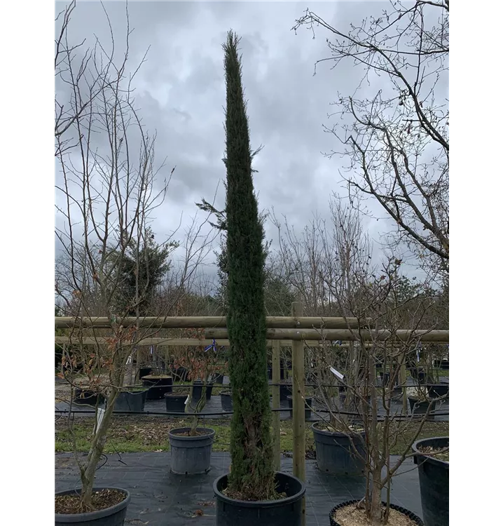 Echte Säulenzypresse 'Pyramidalis' - Cupressus sempervirens 'Pyramidalis' - Collection