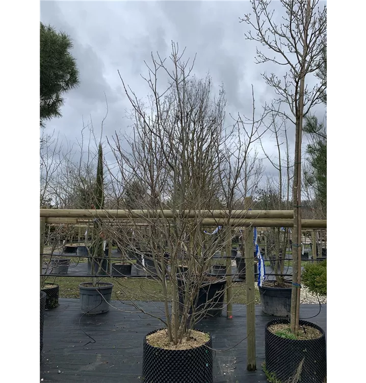 Taubenbaum - Davidia involucrata - Collection