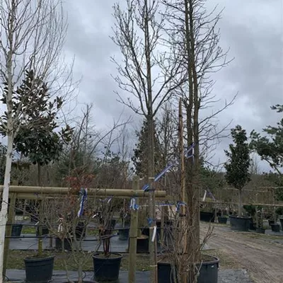 Hochstamm 14-16 24-1280 795 - Blumenesche 'Obelisk' - Fraxinus ornus 'Obelisk' - Collection