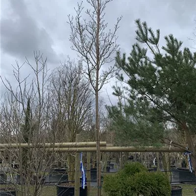 Hochstamm 14-16 24-1222 795 - Blumenesche 'Obelisk' - Fraxinus ornus 'Obelisk' - Collection