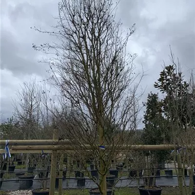 Solitär 450-500 VP24-8025 3700 - Chinesische Kräuselmyrte - Lagerstroemia indica - Collection