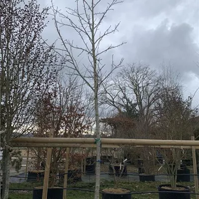 Hochstamm 20-25 24-1239 1372 - Amerikanischer Amberbaum - Liquidambar styraciflua - Collection