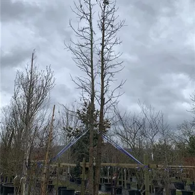 Solitär 600-650 VP24-8021 3729 - Amerikanischer Amberbaum - Liquidambar styraciflua - Collection