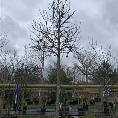 Hochstamm 25-025 - Amerikanischer Amberbaum - Liquidambar styraciflua - Collection
