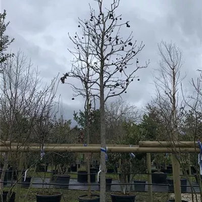 Hochstamm 25-020 - Amerikanischer Amberbaum - Liquidambar styraciflua - Collection