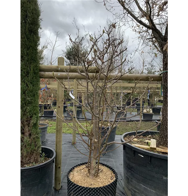 Magnolie 'Atlas' - Magnolia 'Atlas' - Collection