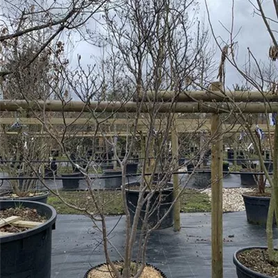 Solitär / EXC 225-250 HP24-494 1150 - Rosa Sternmagnolie - Magnolia loebneri 'Leonard Messel' - Collection