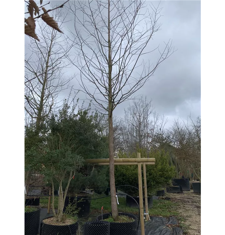 Chinesisches Rotholz - Metasequoia glyptostroboides - Collection