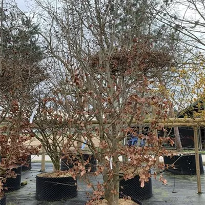 Solitär 400-450 HP23-682 2650 - Eisenbaum - Parrotia persica - Collection