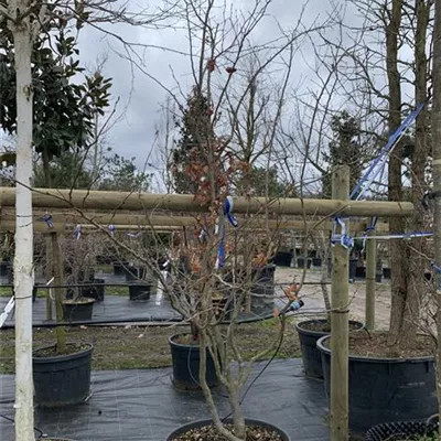 Schirmform 250-300 VP24-8029 2397 - Eisenbaum - Parrotia persica - Collection