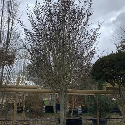 Schirmform 400-450 24-1242 3900 - Eisenbaum 'Vanessa' - Parrotia persica 'Vanessa' - Collection