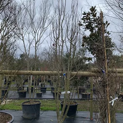 Schirmform 250-275 VP24-8018 2397 - Eisenbaum 'Vanessa' - Parrotia persica 'Vanessa' - Collection