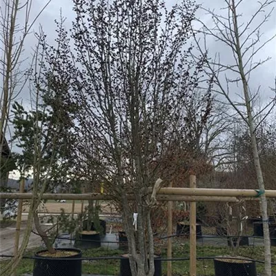 Solitär 25-053 3600 - Eisenbaum 'Vanessa' - Parrotia persica 'Vanessa' - Collection