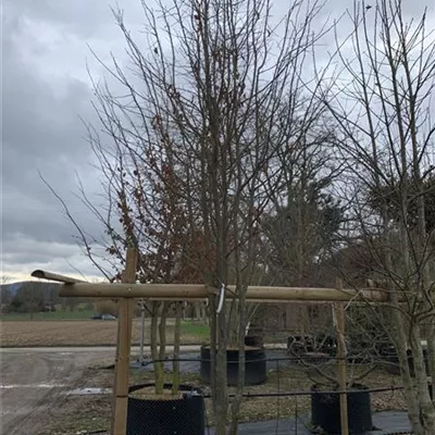 Schirmform 23/24-51A 3400 - Eisenbaum 'Vanessa' - Parrotia persica 'Vanessa' - Collection