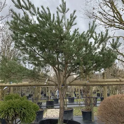 Charakterbaum 150-200 x 300-350 24-E50 4650 - Kiefer - Pinus sylvestris - Collection