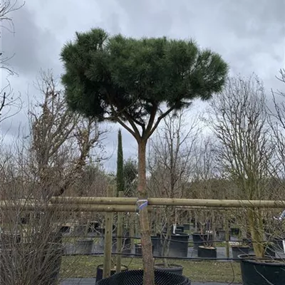 Hochstamm 24/25-A44350 - Kiefer - Pinus sylvestris - Collection