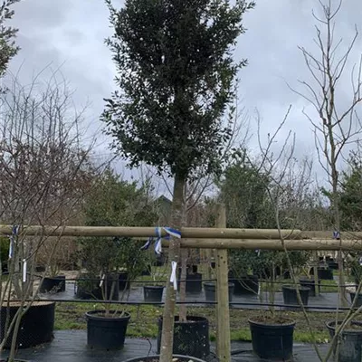 Hochstamm 25-009 3885 - Stein-Eiche - Quercus ilex - Collection