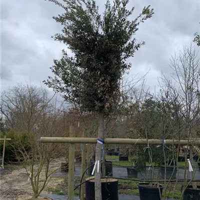 Hochstamm 25-010 3885 - Stein-Eiche - Quercus ilex - Collection
