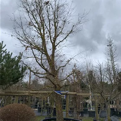 Solitär 600-650 - Flaumeiche - Quercus pubescens - Collection