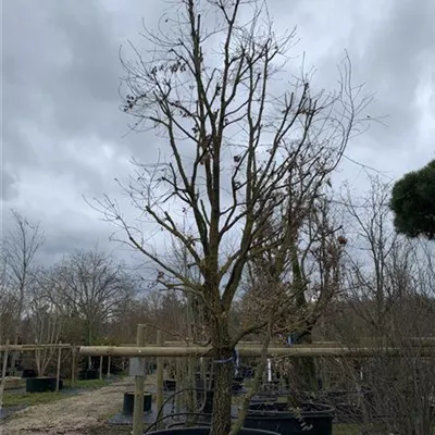 Solitär 500-550 24-8075 6150 - Flaumeiche - Quercus pubescens - Collection