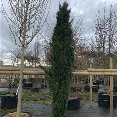Solitär 275-300 HP24-706 1737 - Schmale Säuleneibe - Taxus baccata 'Fastigiata Robusta' - Collection