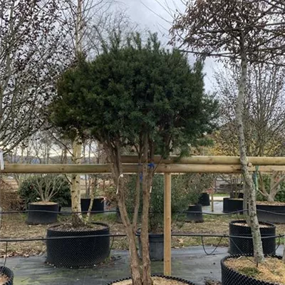 Schirmform P67 48D 2850 - Fruchtende Bechereibe - Taxus media 'Hicksii' - Collection