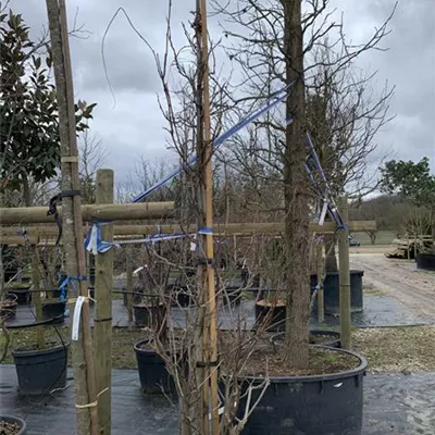 Solitär VP24-8039 220 - Blauregen - Wisteria floribunda 'Eranthema' - Collection
