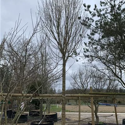 Hochstamm 35-40 24-1261 3501 - Feldahorn - Acer campestre - Collection