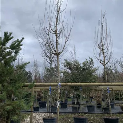 Hochstamm 25-123 - Feldahorn 'Elsrijk' - Acer campestre 'Elsrijk' - Collection