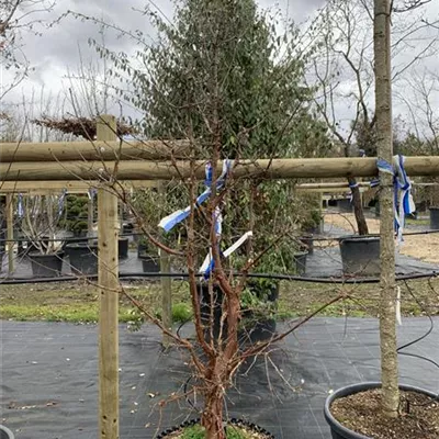 Solitär 200-225 HP24-108 992 - Zimt-Ahorn - Acer griseum - Collection