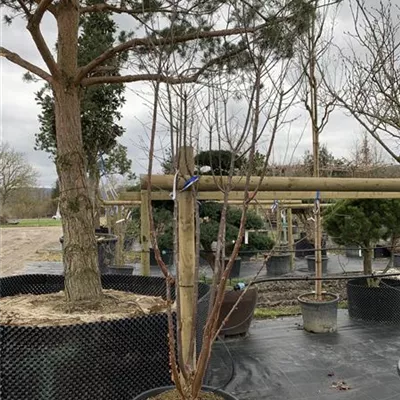 Solitär VK24-003 1377 - Zimt-Ahorn - Acer griseum - Collection