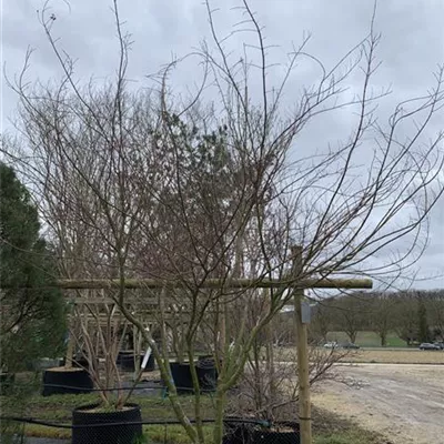 Schirmform 25-027 3009 - Fächerahorn - Acer palmatum - Collection