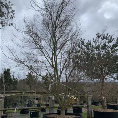 Solitär 500 - 550 - Fächerahorn - Acer palmatum - Collection