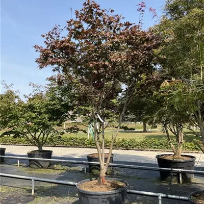 Schirmform 250-300 VK24-7016 2085 - Roter Fächerahorn 'Bloodgood' - Acer palmatum 'Bloodgood' - Collection