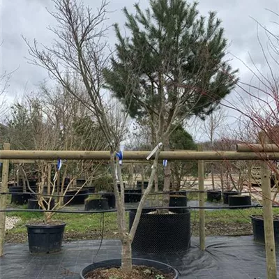 Schirmform 250-300 VK24-7016 2085 - Roter Fächerahorn 'Bloodgood' - Acer palmatum 'Bloodgood' - Collection