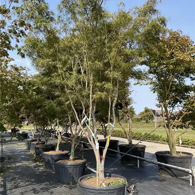 Schirmform VK24-7015 4600 - Acer palmatum 'Linearilobum' - Collection