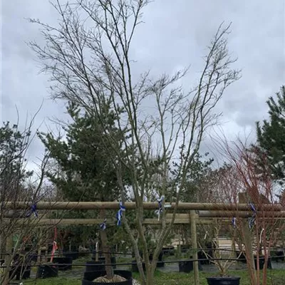 Schirmform VK24-7015 4600 - Acer palmatum 'Linearilobum' - Collection