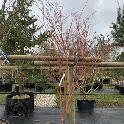 Solitär VK24-008 1989 - Fächerahorn 'Sangokaku' - Acer palmatum 'Sangokaku' - Collection
