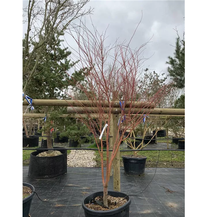 Fächerahorn 'Sangokaku' - Acer palmatum 'Sangokaku' - Collection
