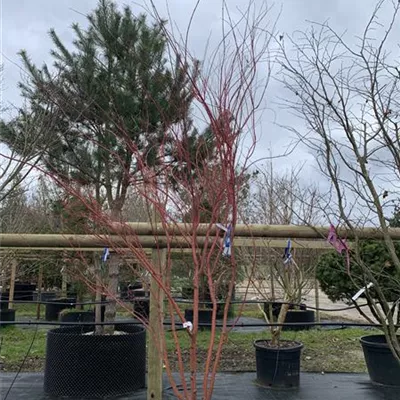 Schirmform VK24-009 1989 - Fächerahorn 'Sangokaku' - Acer palmatum 'Sangokaku' - Collection