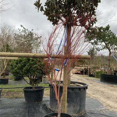 Schirmform VK24-010 1989 - Fächerahorn 'Sangokaku' - Acer palmatum 'Sangokaku' - Collection