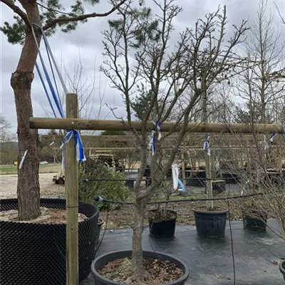 Solitär 25-085 1890 - Fächerahorn 'Shishigashira' - Acer palmatum 'Shishigashira' - Collection