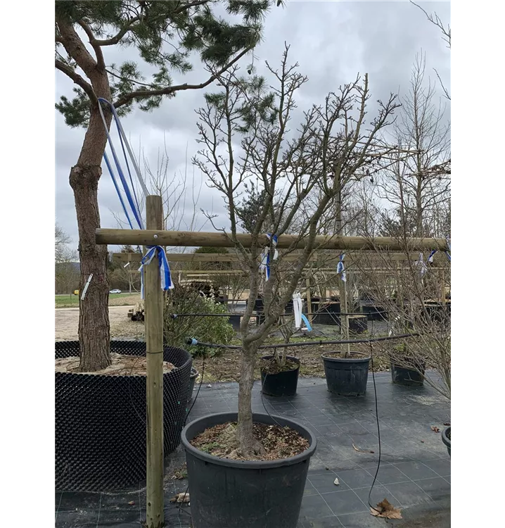 Fächerahorn 'Shishigashira' - Acer palmatum 'Shishigashira' - Collection