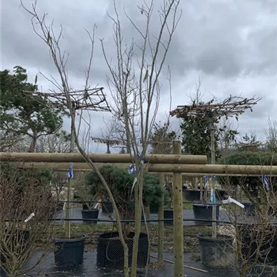 Solitär VP24-8003 2257 - Seidenbaum - Albizia julibrissin - Collection