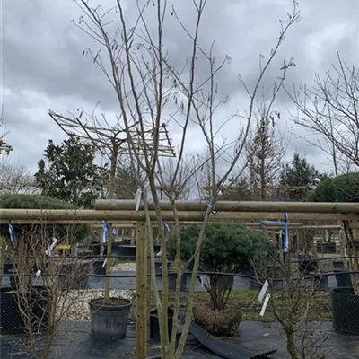 Solitär VP24-8004 2257 - Seidenbaum - Albizia julibrissin - Collection